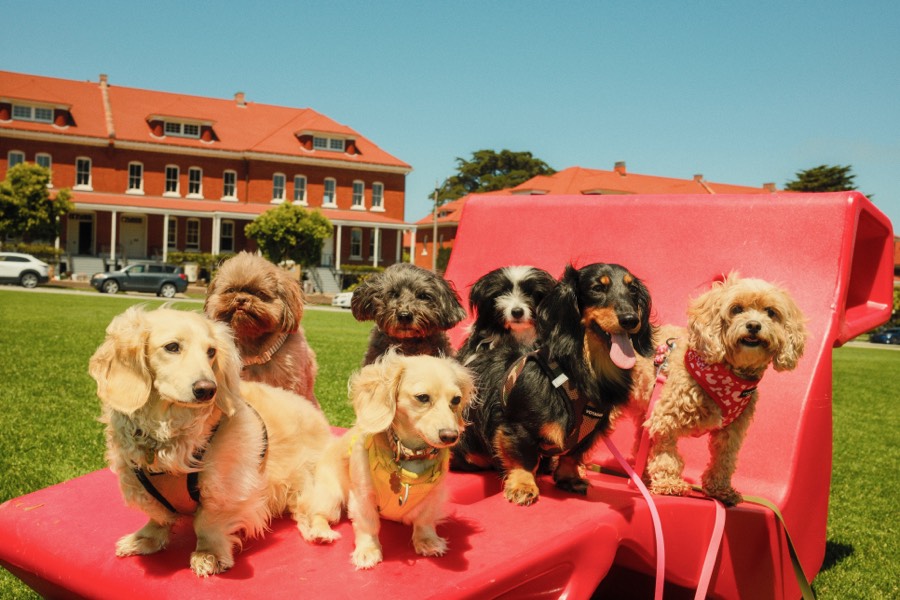 Graphic of Small Dog Boarding Service