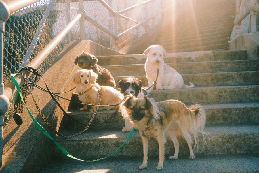 Graphic of Dog Walking Service