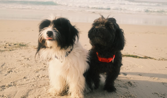 Photo of Gek and Nomi, the two dogs that inspired the name of Two Pups in a Cup