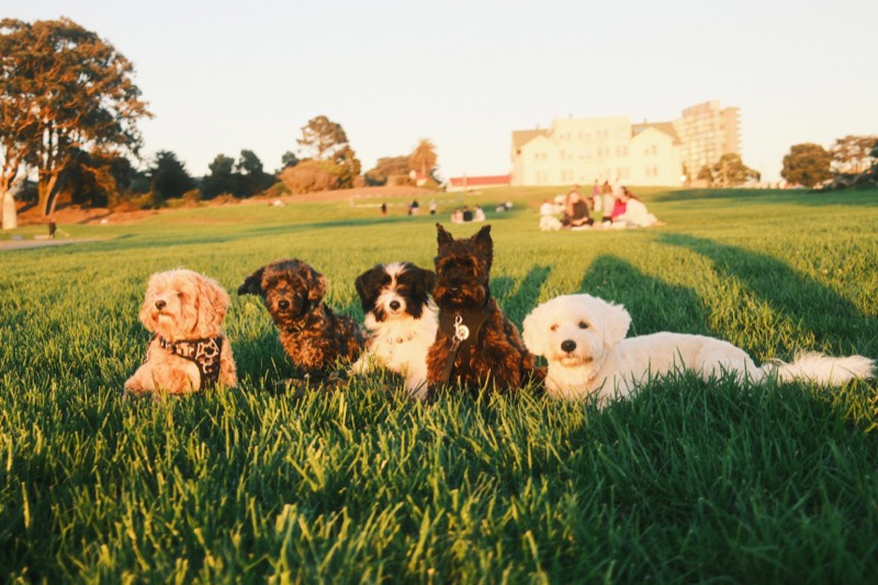 Picture of group of small dogs