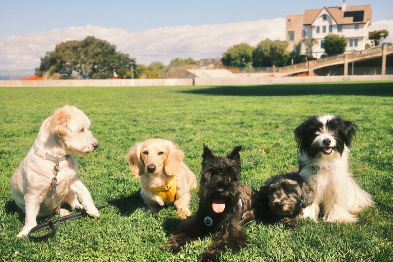 Picture of group of small dogs