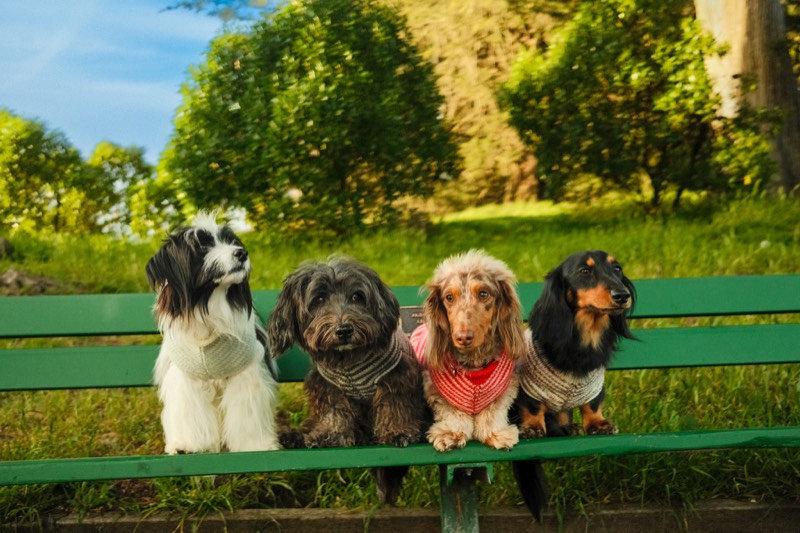 Picture of group of small dogs